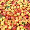 油桃批发价黄肉油桃现货大棚早熟桃白肉桃大量上市