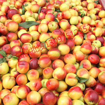 油桃采摘现采现卖黄肉油桃大棚早熟桃白肉桃大量上市价格从优