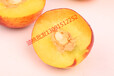 油桃批發價黃肉油桃現貨大棚早熟桃白肉桃大量上市