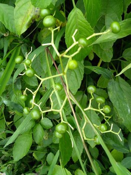 黄冈灵芝孢子粉(农家自种)