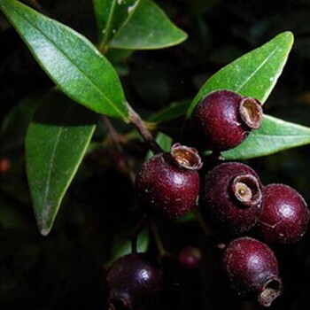 高要蒲公英根茶做法（农家自种）