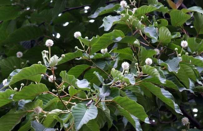 莱阳鹿茸黑龙江(日常用法)