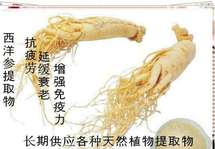 菊苣根茶哪家好价格实惠