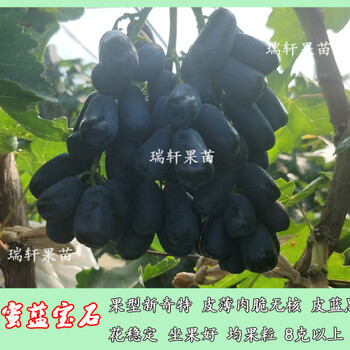 2019新甜蜜藍寶石葡萄苗全新介紹