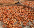 專業批發干海米北海海米野生蝦米批發