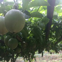 果园新鲜现摘水果百香果西番莲3斤中大果包邮图片