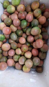 广西产地百香果农家果园大量批发零售紫香百香果