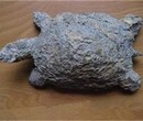 湖北乌龟化石收购成交记录图片
