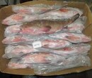 青岛港印度带鱼进口清关代理公司图片