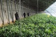 吉林長春蔬菜種植日光溫室高溫棚10米高、薄膜覆蓋