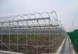 天津有机蔬菜连体大棚温室12丝塑料膜型、8米单跨度建设公司