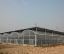 四川巴中蔬菜育苗棚育苗温室连拱、塑料膜型建造公司