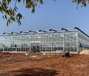 江西高质量钢化玻璃温室大棚6米高、10级抗风型承建厂家图片