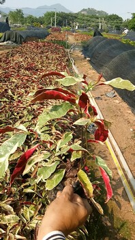 紅背桂小苗，苗木基地大量批發(fā)，紅背桂的價(jià)格