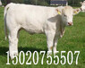 18年肉牛多少钱一斤