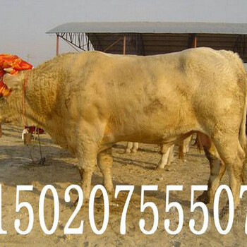 一年的西门塔尔母牛价格多少