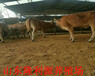 湖南省利木赞牛市场价格