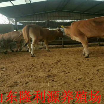 湖南省利木赞牛市场价格