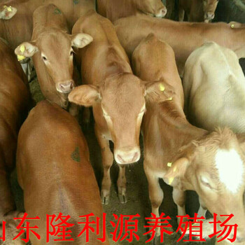 肉牛犊价格西门塔尔牛