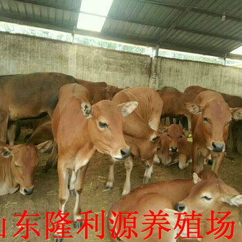 长春肉牛养殖信息