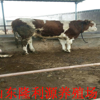 安徽省合肥市小牛犊一头多少钱