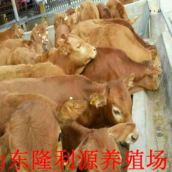 菏泽纯种肉牛苗养殖场