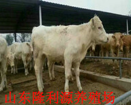 吉林省大型养牛基地300斤左右肉牛犊价格图片1