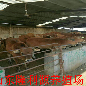 商城养殖牛犊价格