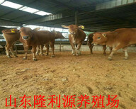 吉林省大型养牛基地300斤左右肉牛犊价格图片3