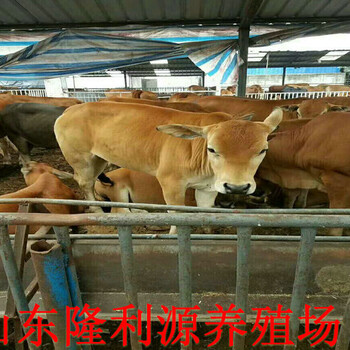 广东佛山大型养牛场
