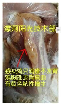 治疗蛋鸡滑液囊支原体，治疗蛋鸡关节肿大的药支囊净针对治疗滑膜炎支原体病