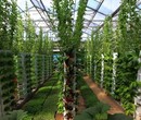 陕西杨凌现代新型农业温室生态园区玻璃幕墙定制厂家