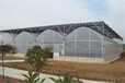 吉林有機蔬菜大棚溫室菜品品質好專業建設廠家