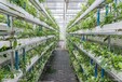 贵州绿色蔬菜温室大棚工程玻璃幕墙型专业承建公司