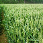 小麦种子（致胜五号）抗病性突出、抗旱节水性强