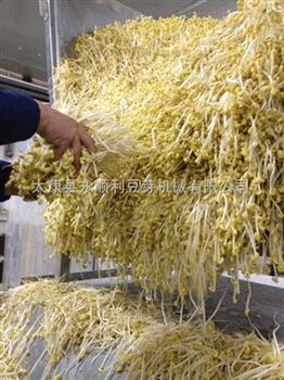 荆州全自动豆芽机豆芽机械