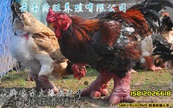 美国进口火鸡种蛋-700系尼古拉火鸡苗-可生长至60斤图片1