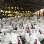 美国进口火鸡种蛋-700系尼古拉火鸡苗-可生长至60斤图片4