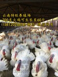 美国进口火鸡种蛋-700系尼古拉火鸡苗-可生长至60斤图片2
