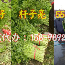 山东芹菜代办微信芹菜诚信代办十年经验图片