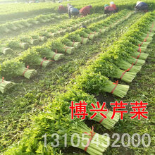 博兴芹菜4月-11月大量上市图片