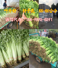 山东博兴芹菜基地提供香芹山芹图片