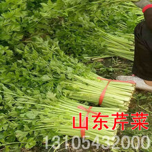 山东芹菜价格博兴5月份开始报价图片