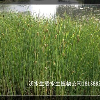 广东那里有水生植物大全