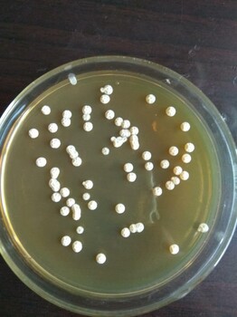 水产养殖枯草芽孢杆菌的特点及其应用