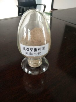 微生態(tài)制劑地衣芽孢桿菌的前景應(yīng)用