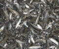 牡丹江海林甲鱼苗价格多少钱一斤