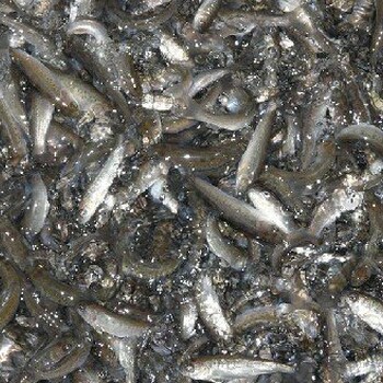 牡丹江海林甲鱼苗价格多少钱一斤