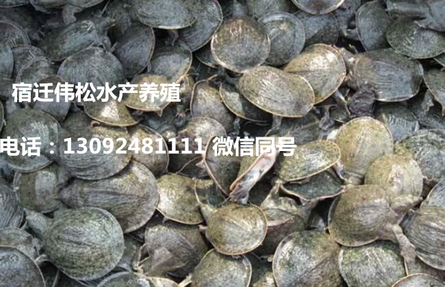 黑龙江哈尔滨延寿县黄鳝苗一亩地放多少哪里可以买到