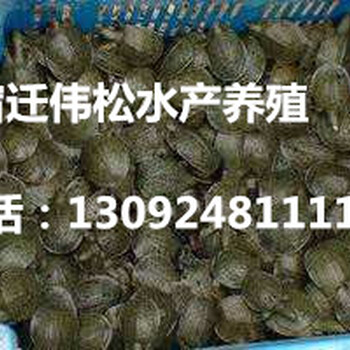 黑龙江牡丹江绥芬河泥鳅苗多少钱一条哪里可以买到